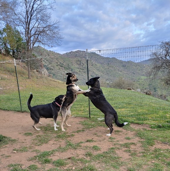 Meet your Posher, Jammie - Picture 7 of 7